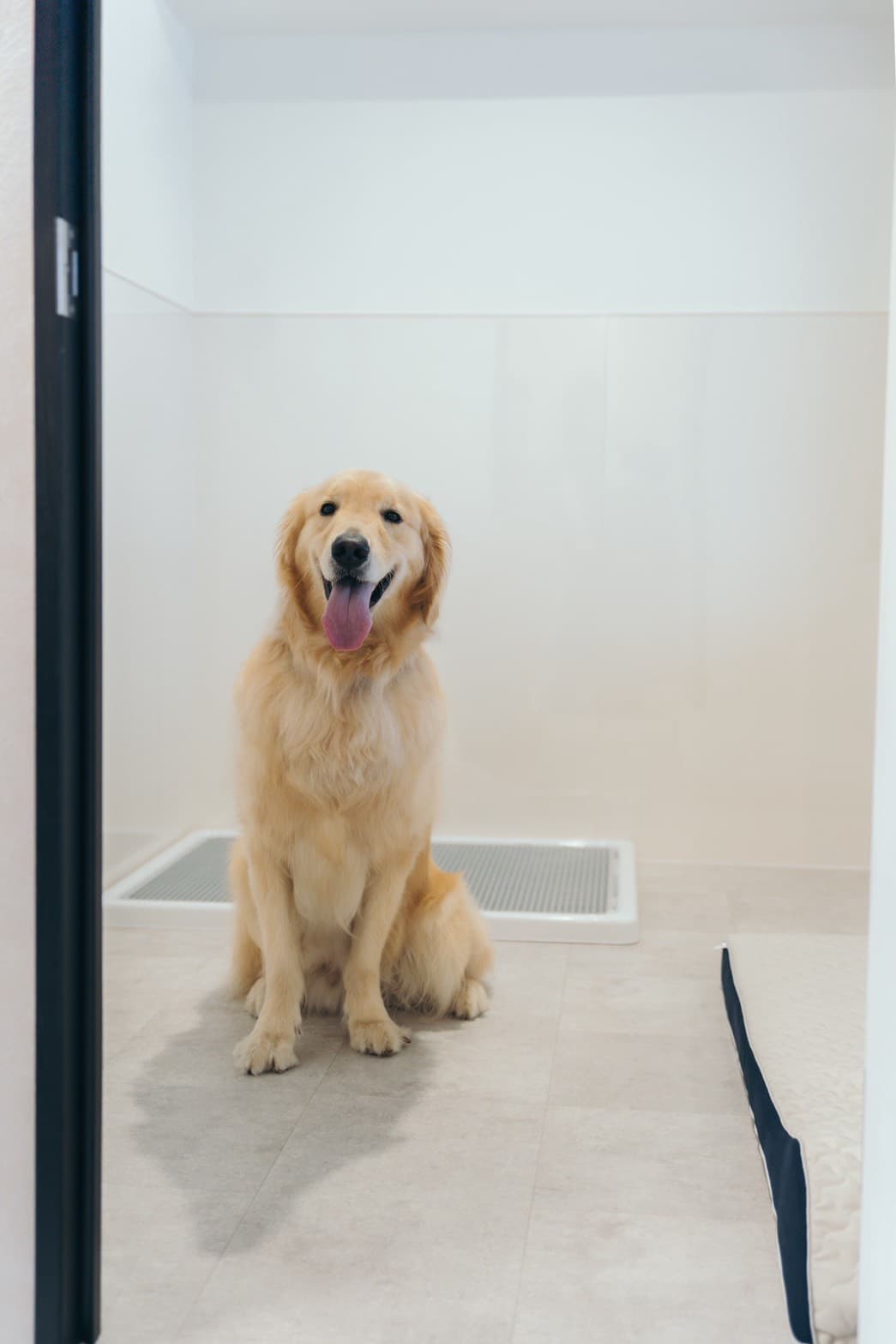 大型犬エリア