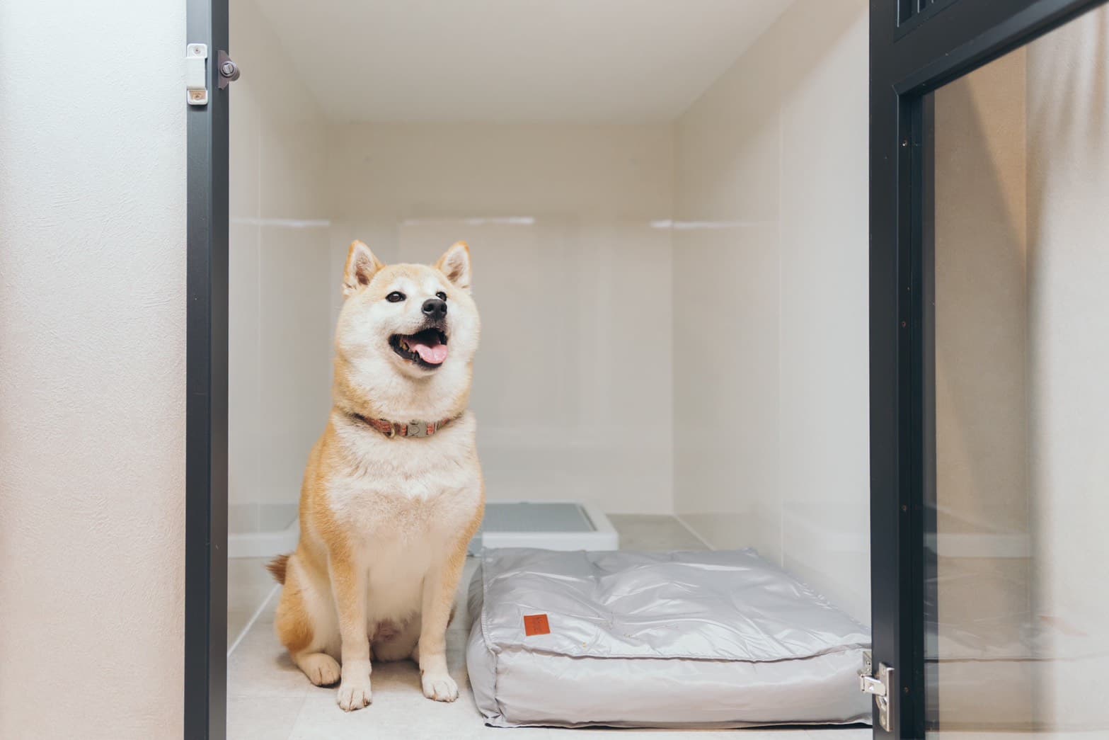 中型犬エリア